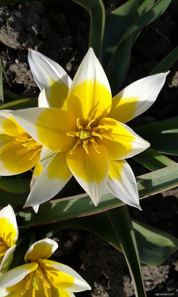 Tulipa urumiensis Stapf (tulipan późny) Tulipa urumiensis Stapf (tulipan późny)