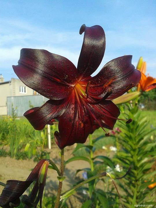 Lilium x hybridum Night Flyer (lilia) Lilium x hybridum Night Flyer (lilia)
