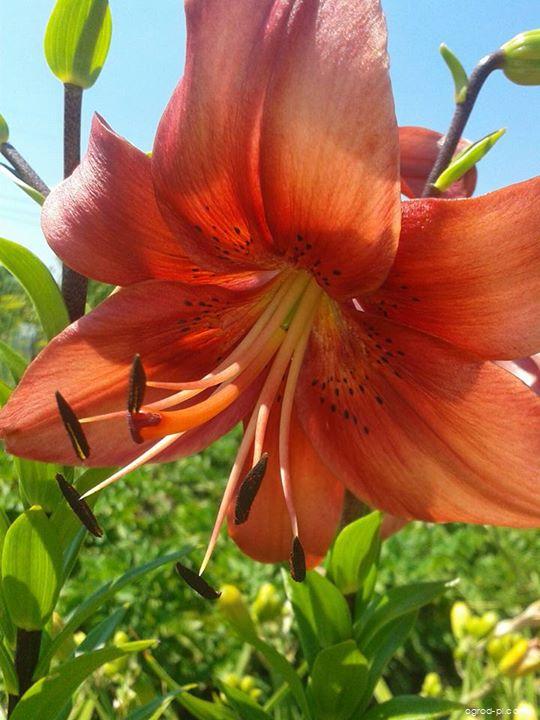 Lilium x hybridum Pearl Lorraine (lilia) Lilium x hybridum Pearl Lorraine (lilia)