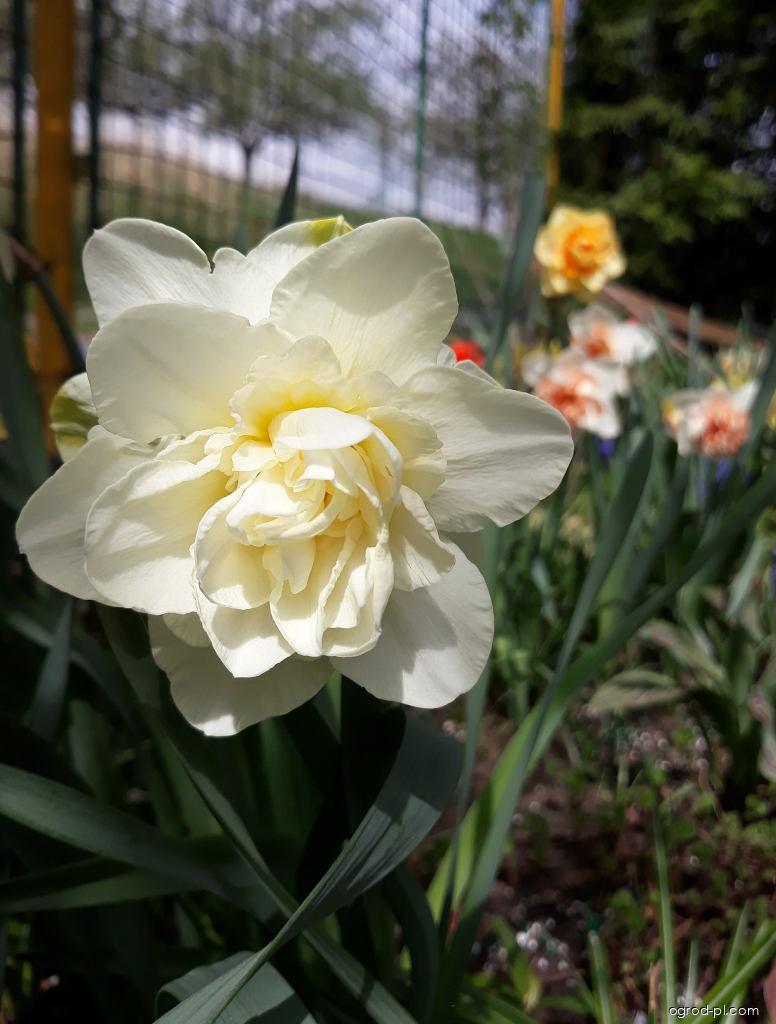 Narcissus Calgary (narcyz) Narcissus Calgary (narcyz)