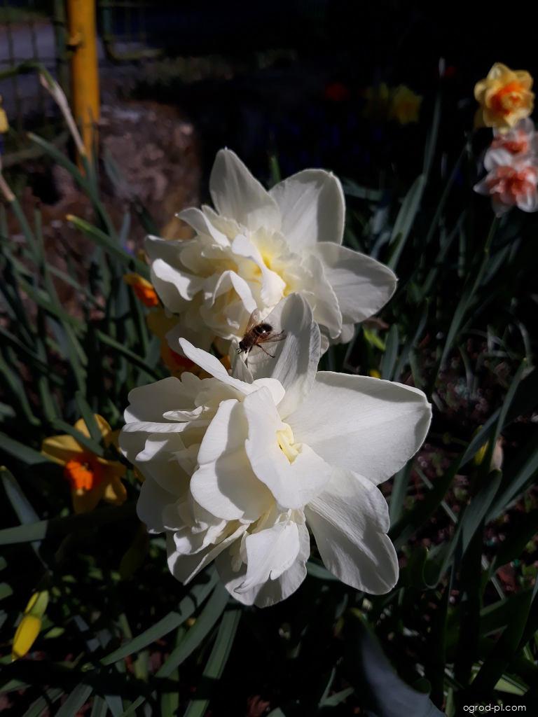 Narcissus Calgary (narcyz) Narcissus Calgary (narcyz)