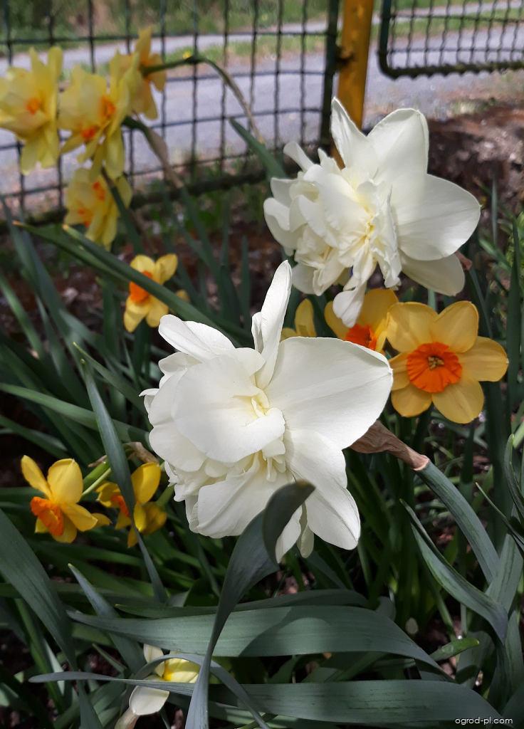 Narcissus Calgary (narcyz) Narcissus Calgary (narcyz)