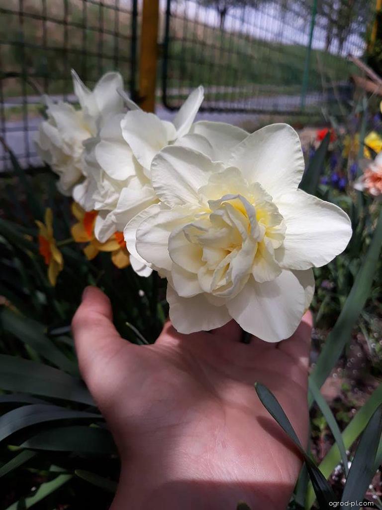 Narcissus Calgary (narcyz) Narcissus Calgary (narcyz)