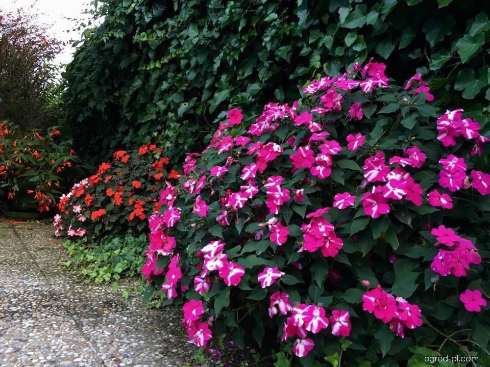 Impatiens balsamina L. (niecierpek balsamina) Impatiens balsamina L. (niecierpek balsamina)