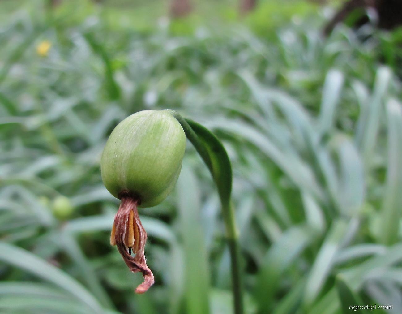 Leucojum vernum L. (śnieżyca wiosenna) Leucojum vernum L. (śnieżyca wiosenna)