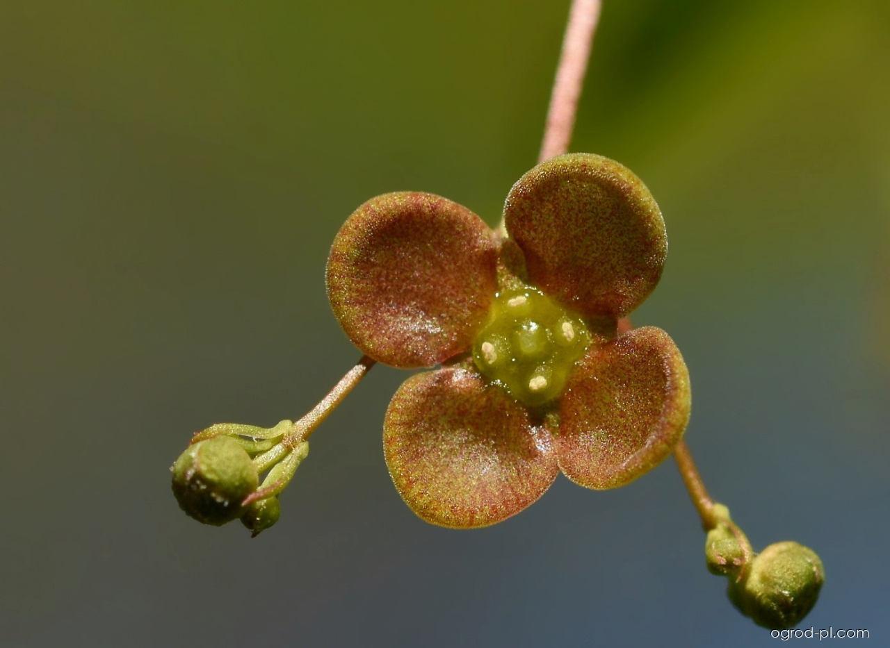 Euonymus verrucosus Scop. (trzmielina brodawkowata) Euonymus verrucosus Scop. (trzmielina brodawkowata)