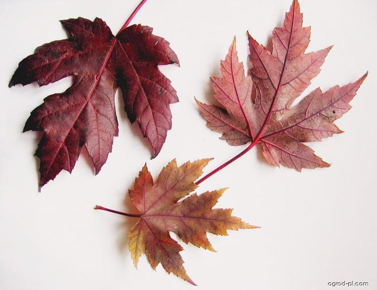 Acer saccharinum L. (klon srebrzysty) Acer saccharinum L. (klon srebrzysty)