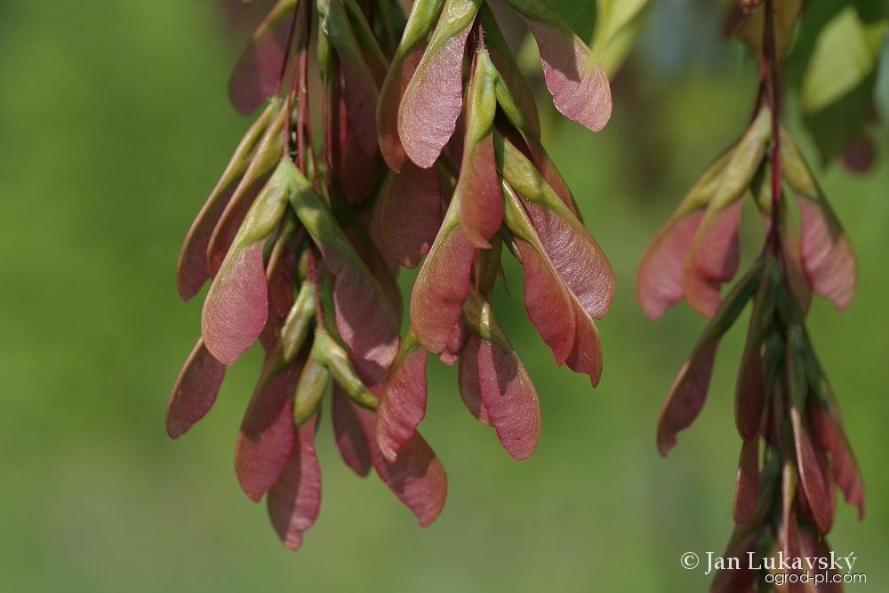 Acer negundo L. (klon jesionolistny) Acer negundo L. (klon jesionolistny)