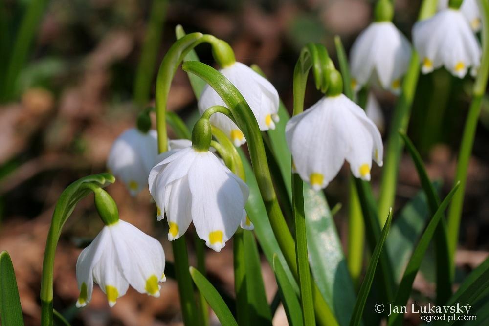 Leucojum vernum L. (śnieżyca wiosenna) Leucojum vernum L. (śnieżyca wiosenna)