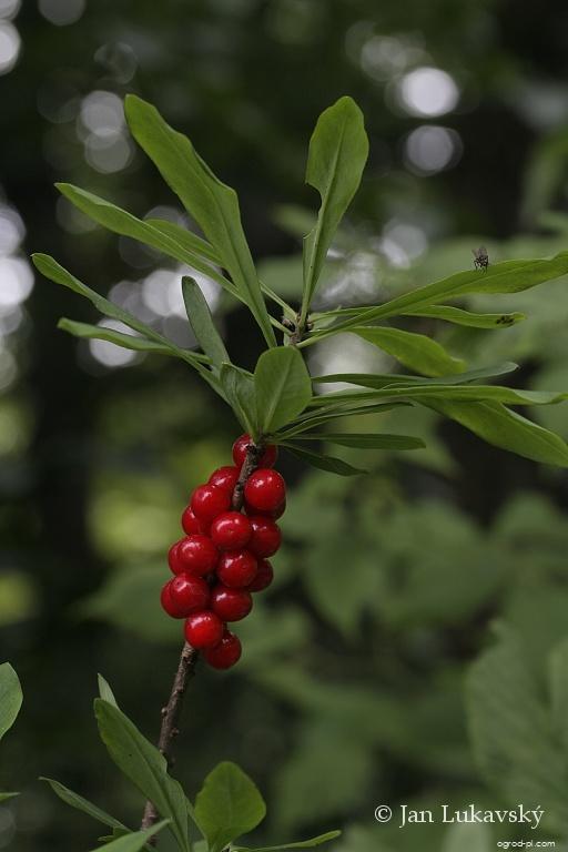 Daphne mezereum L. (wawrzynek wilczełyko) Daphne mezereum L. (wawrzynek wilczełyko)