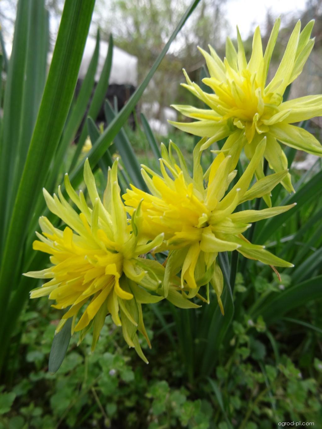 Narcissus Rip van Winkle (narcyz) Narcissus Rip van Winkle (narcyz)