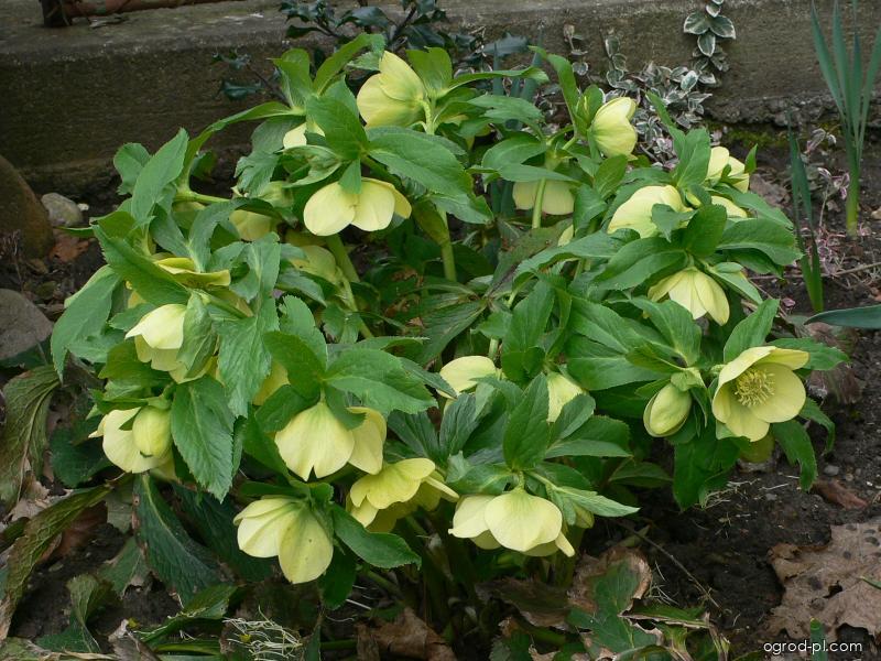 Helleborus orientalis LAM. (ciemiernik wschodni) Helleborus orientalis LAM. (ciemiernik wschodni)