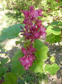 Meruzalka krvavá (Ribes sanguineum)