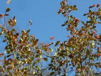 Hloh kožolistý (Crataegus x lavallei)