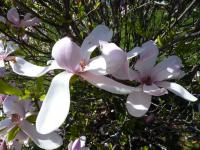 Magnolia   'Pinkie'  magnolia kwiaty