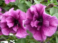 Surfinie - závěs, detail (Petunia Surfinia)