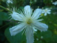 Plamének Fargesův (Clematis potaninii var fargesii)