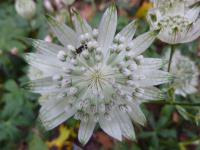 Jarmanka větší (Astrantia major)
