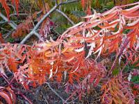 Škumpa orobincová 'Laciniata' - podzimní zbarvení (Rhus typhina)
