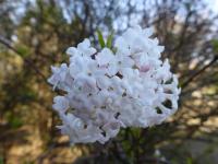 Kalina vonná (Viburnum farreri)