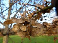 Javor babyka (Acer campestre)