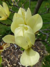 Magnolia x brooklynensis    'Yelow Bird'  magnolia kwiaty