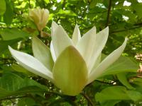 Magnolie (Magnolia)