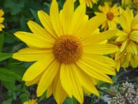 Janeba drsná 'Mars' (Heliopsis helianthoides)