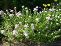 Řebříček sibiřský 'Love Parade' (Achillea sibirica)