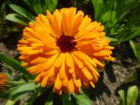 Měsíček lékařský 'Orange Calypso' (Calendula officinalis)