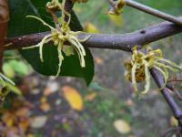 Hamamelis virginiana   Oczar wirginijski kwiaty