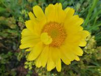 Měsíček lékařský 'Golden Prince' (Calendula officinalis)