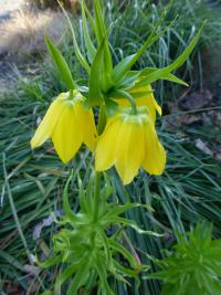 Řebčík královský 'Lutea' (Fritillaria imperialis)