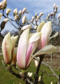 Šácholan Zenův (Magnolia zenii)