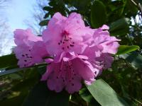 Pěnišník horský (Rhododendron oreodoxa)