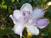 Pěnišník 'Barecanelia' (Rhododendron)
