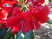 Pěnišník 'Ovation' (Rhododendron)