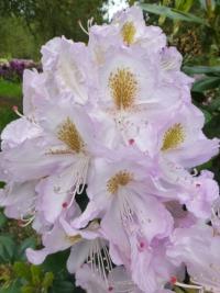 Pěnišník 'Herme' (Rhododendron)