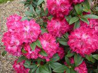 Pěnišník 'Nofretete' (Rhododendron)