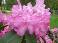 Rhododendron     'Prinses Marijke'  azalia wielkokwiatowa kwiaty