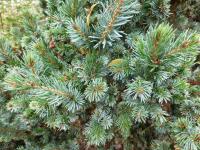Smrk omorika 'Gnom' - větévky s jehlicemi (Picea omorika)