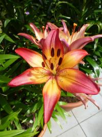 Lilium x hybridum 'Royal Sunset' lilia kwiaty Lilium x hybridum 'Royal Sunset' lilia kwiaty