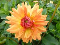 Dahlia 'Monika' dalia kwiaty Dahlia 'Monika' dalia kwiaty