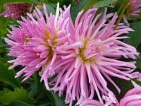 Jiřinka 'Popelka' (Dahlia)