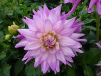 Dahlia  'Alenka'  dalia kwiaty