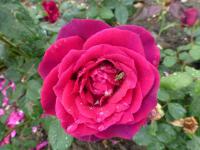 Růže Velkokvěté růže 'Gräfin Diana' - Velkokvěté růže (Rosa)
