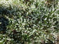 Calluna vulgaris  'Spring Cream' - wrzos zwyczajny