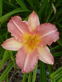 Hemerocallis   'Chicago Petticoats'  liliowiec ogrodowy kwiaty