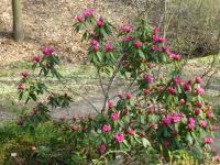 Pěnišník horský (Rhododendron oreodoxa)