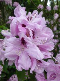 Pěnišník 'Picturatum'